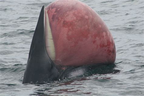 a large red and black animal in the water with it's mouth wide open