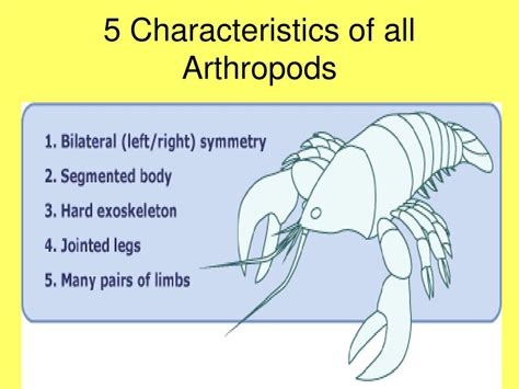 PPT - Chapter 36 Arthropods & Chapter 37 Insects PowerPoint ...