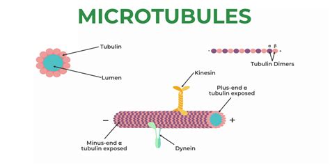 What are Microtubules? - Structure, Diagram, & its Functions GeeksforGeeks