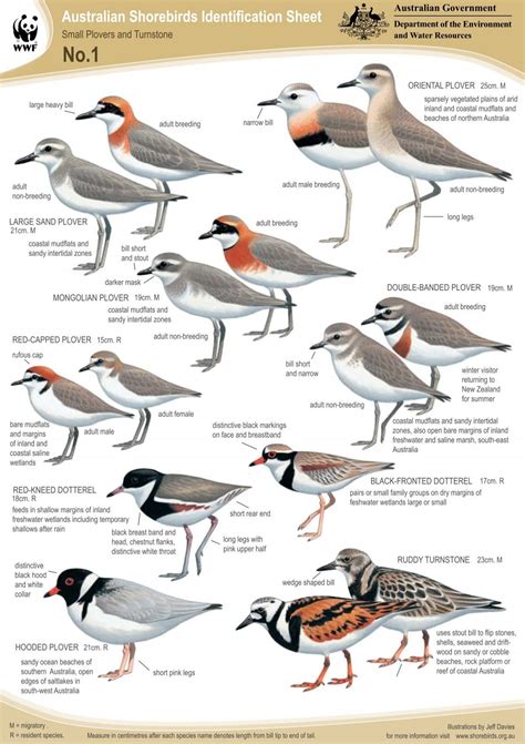 Australian Shorebirds Identification Sheet - Reef Catchments