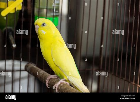 Yellow Budgie, Budgerigar Birds in the cage Stock Photo: 130947977 - Alamy