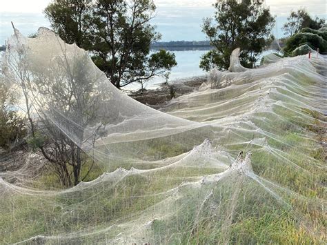 ‘Spider apocalypse’ hits Australia as clouds of cobwebs blanket ...