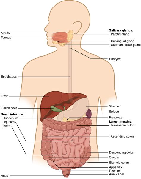 Gastrointestinal (Digestive) System – Building a Medical Terminology ...