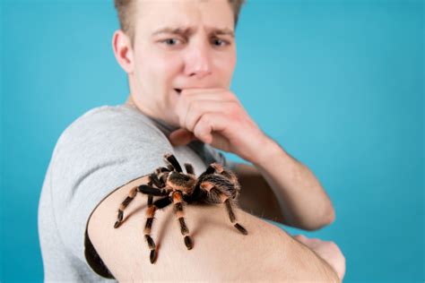 How an app could help you tackle a fear of spiders