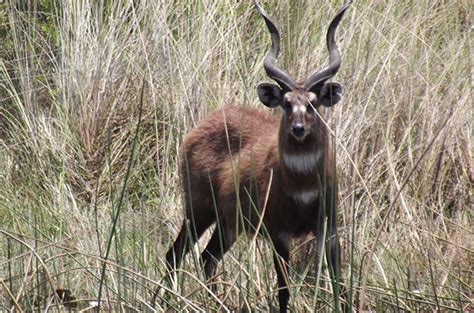 Sitatunga | Antelope | South African Wildlife | African wildlife ...