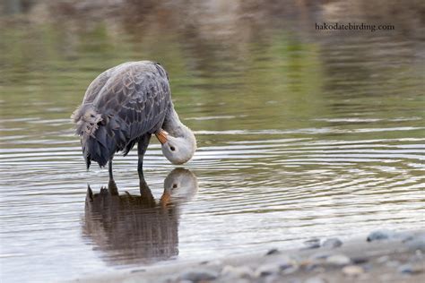 Hakodate Birding: Hooded Crane