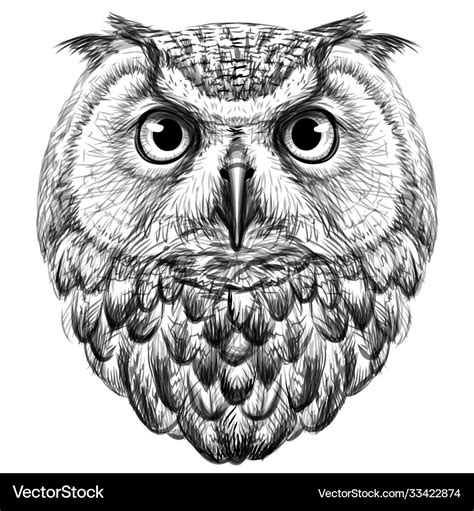 Owl sketch drawn graphic portrait Royalty Free Vector Image