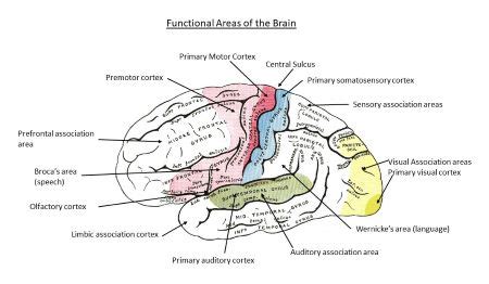 The cerebral functional area within the postcentral gyrus is called the ...