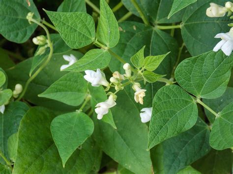 18++ Green bean plant information | gardendream2