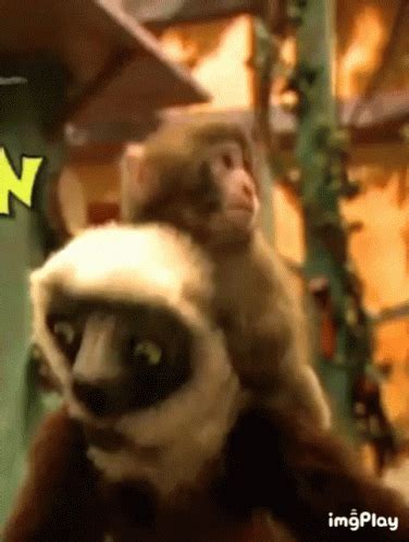 Zoboomafoo Monkey GIF - Zoboomafoo Monkey Sifaka - Discover & Share GIFs