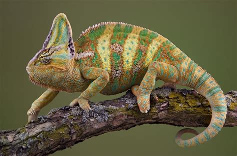 Veiled Chameleon | Animal World