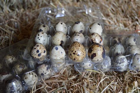 1 Dozen (12) Quail Eggs - Chestnut Tree Farm - Fresh Quail Eggs ...