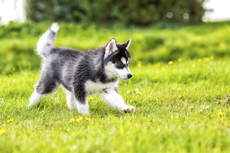 How to Train a Siberian Husky Puppy: Milestones & Timeline – American ...