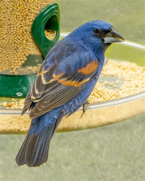 Blue Grosbeak - FeederWatch