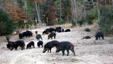 Langley Ranch THE BEST WILD HOG HUNTING IN TEXAS wwwTexasWildHogHunting ...