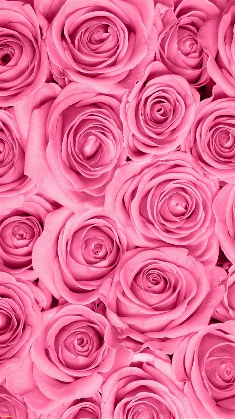 Pink Roses HD Wallpapers - Top Free Pink Roses HD Backgrounds ...