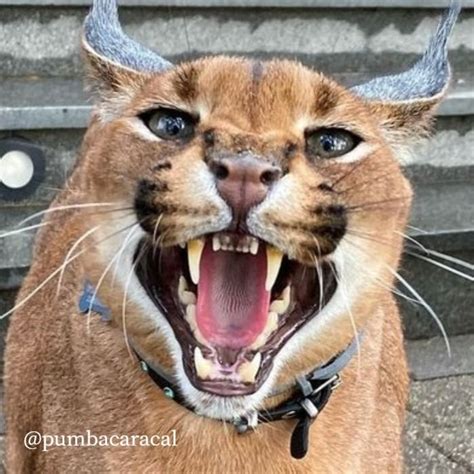 Caracal Pumba is 'Mister Hisser' : Floppa | Caracal, Puppies, Animals