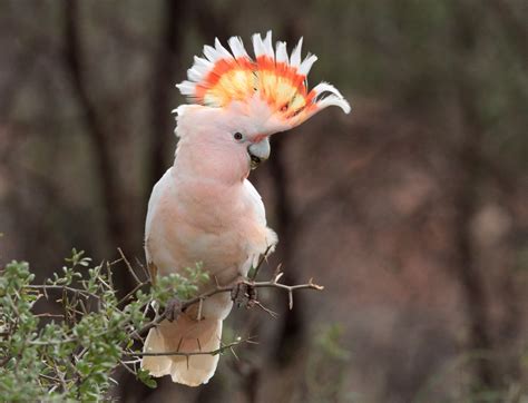 New insights into the pink cockatoo, an outback Australian icon - The ...