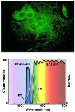 Molecular Expressions Microscopy Primer: Specialized Microscopy ...