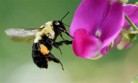 Do Bumble Bees Sting? (Warning!) | Wildlife Welcome