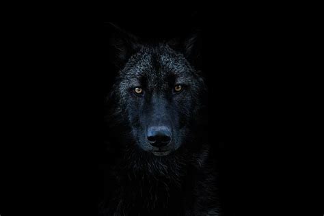 Dark Wolf Photograph by Goutham Ganesh - Fine Art America