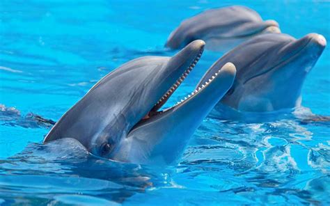 Dolphin Physiology | Dolphins World