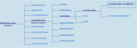 Classification Information