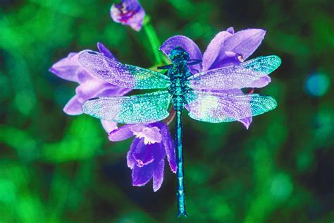 Dragonfly Medicine is the Principal of Vibration