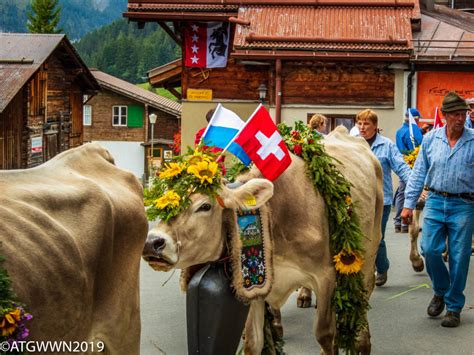 It's a Cow Parade! | A Traveling Gardener