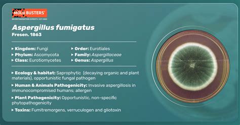 Aspergillus fumigatus - Allergy, Symptoms, & Treatment | Mold Busters