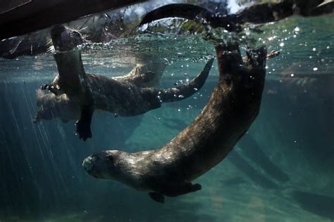 Oakland Zoo's baby river otters make a splash