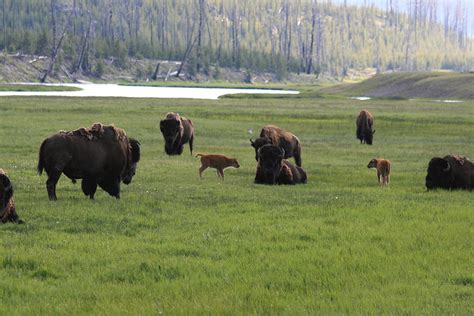 Yellowstone Bison Herd Photograph by George Jones | Fine Art America