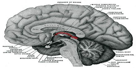 Epithalamus - Assignment Point