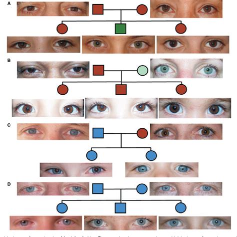 analyzing eye color genetics chart and what you need to know - eye ...