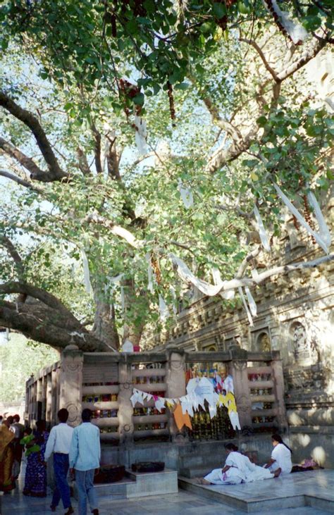 Scene India: Bodhi Tree at the Sri Mahabodhi Temple