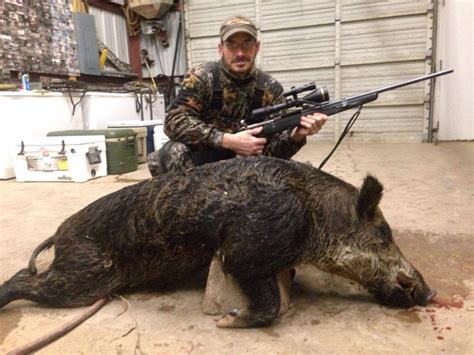 Hog Hunting Gallery | Texas Wild Boar Hog Hunting Outfitters | Thermal