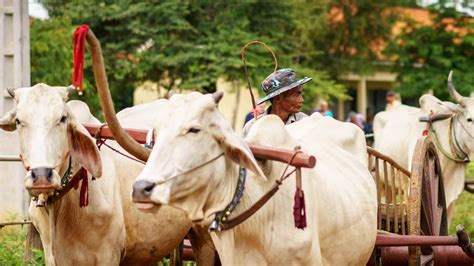 Buffalo Tours - Brand Identity - PurpleAsia Vietnam