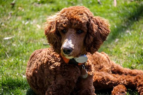 Are Poodles Good Bird Dogs