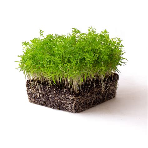 Carrot Microgreens Seeds - 5 Lb Bulk - Non-GMO Micro Greens Seeds ...