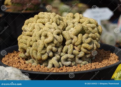 The Brain Cactus Mammillaria Elongata Cristata is a Cactus Shaped Like ...