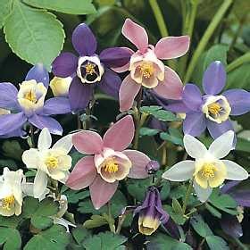 Columbine | Dragonfly | Parrans Greenhouse