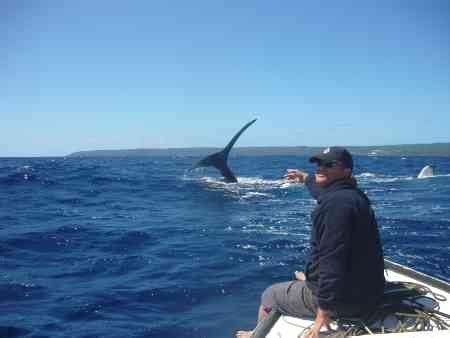 whale watching 'Eua Tonga