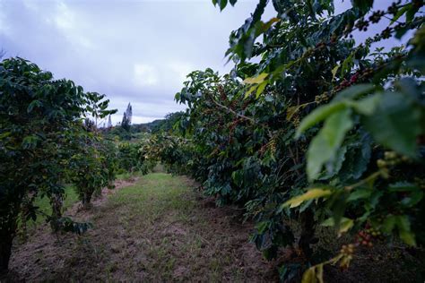 #1 Kona Coffee Farm Tour in Hawaii | Heavenly Hawaiian Kona Tour