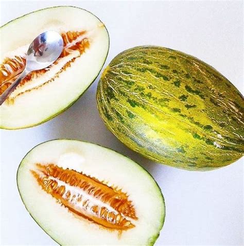 Santa Claus Melon / Christmas Melon Organic rare heirloom