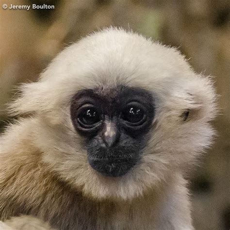 Baby Gibbon Portrait | Cute baby monkey, Gibbon, Great ape