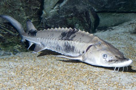 Chicago's Largest Fish Are Older Than Dinosaurs - South Loop - Chicago ...