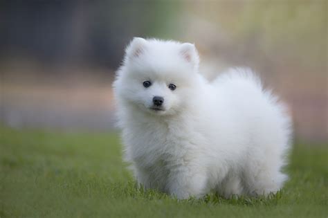 Japanese Spitz Dog Puppy - Free photo on Pixabay - Pixabay