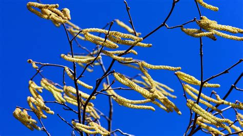 How to protect plants from wind damage in 6 simple steps | Gardeningetc