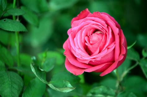 Sweet Rose Free Stock Photo - Public Domain Pictures