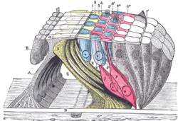 Reticular membrane - Wikipedia